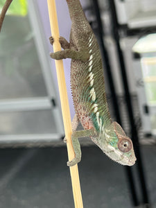 Ambilobe male: Flash x Delaney (Q3)