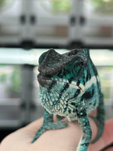 Load image into Gallery viewer, Nosy Be male: Blucifer x  Don Juan (F2)
