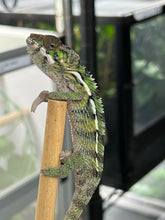 Load image into Gallery viewer, Ambilobe Male (Q18)

