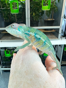 Flash x Cindy: Ambilobe male (R8)