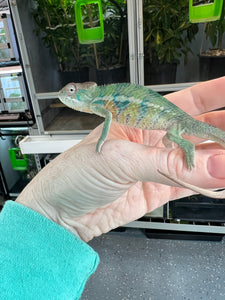 Flash x Cindy: Ambilobe male (R8)