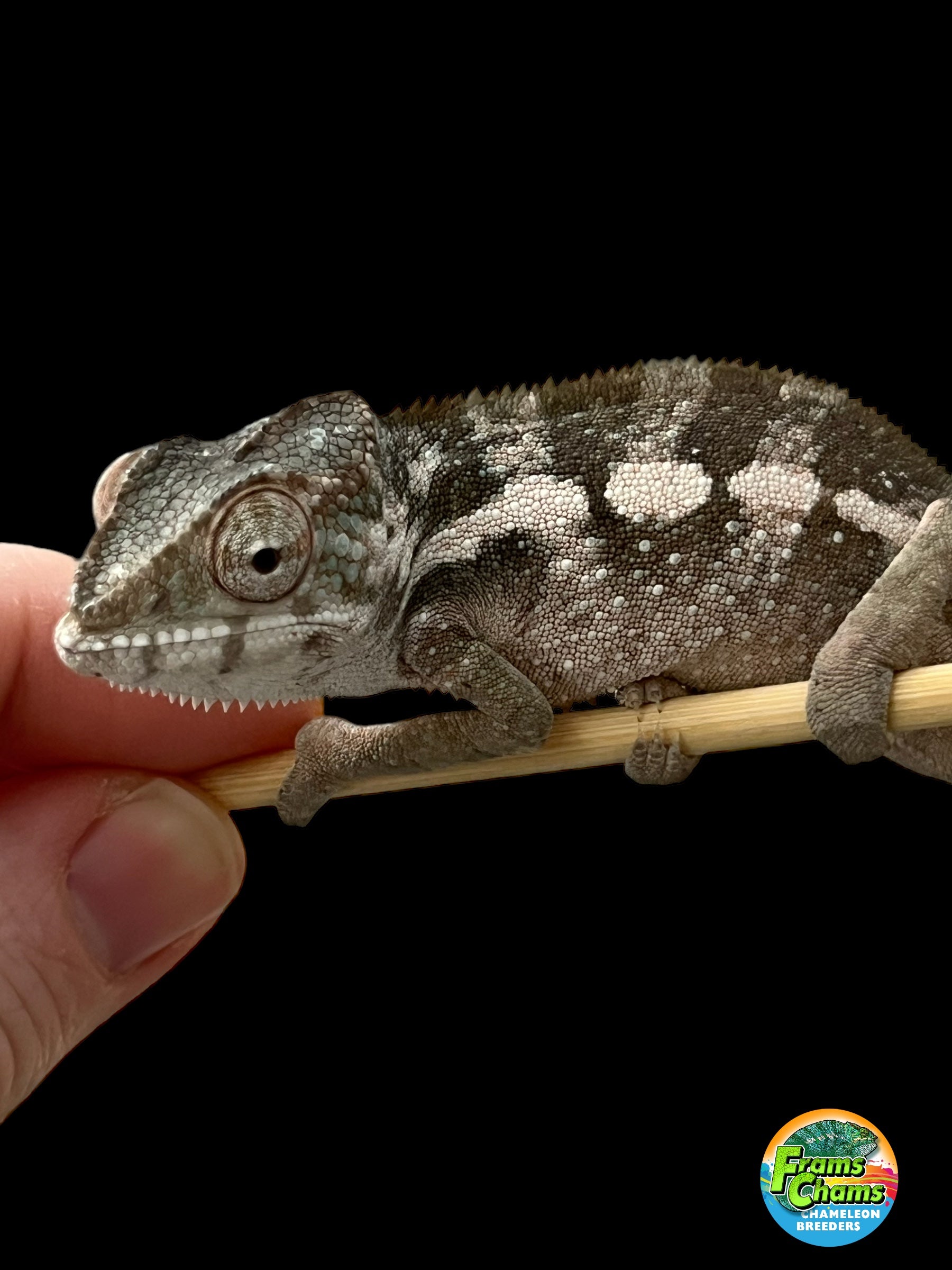 panther chameleon baby