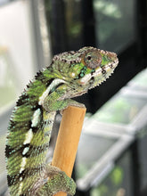 Load image into Gallery viewer, Ambilobe Male (Q18)
