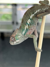 Load image into Gallery viewer, Ambilobe male: Flash x Delaney (Q3)
