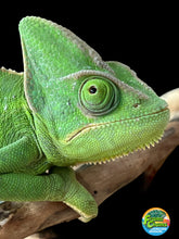Load image into Gallery viewer, Female Veiled Chameleon 🚺 (I6)
