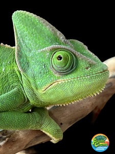 Female Veiled Chameleon 🚺 (I6)