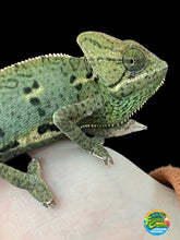 Load image into Gallery viewer, Female Veiled Chameleon 🚺 (E14) 3 months

