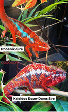Load image into Gallery viewer, Ambilobe male: Phoenix x KaleidosDope (J3)
