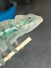 Load image into Gallery viewer, Nosy Be male: Blucifer x  Don Juan (J16)
