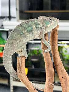 Ambilobe male: Phoenix x Kaleidos Dope (T2)