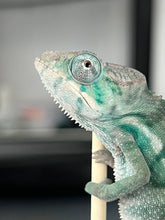 Load image into Gallery viewer, Nosy Be male: Blucifer x  Don Juan (J16)
