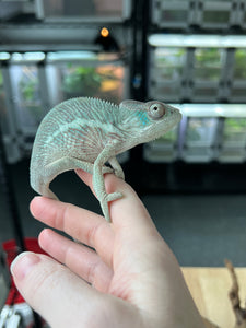 Ambilobe male: Sam x Emma (J10)