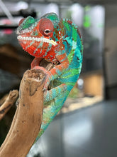 Load image into Gallery viewer, Ambilobe male: (J12)

