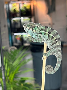 Nosy Be Male: Davinci Jr. x Clementine (R2)