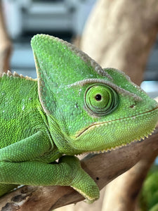 Female Veiled Chameleon 🚺 (I6)