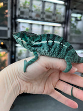 Load image into Gallery viewer, Nosy Be male: Blucifer x  Don Juan (F2)
