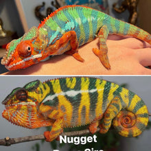 Load image into Gallery viewer, Ambilobe Male (Q18)
