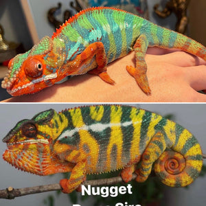 Ambilobe Male (Q18)