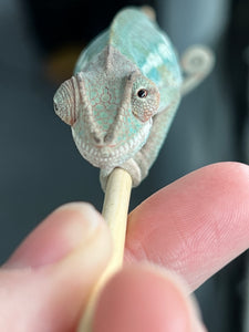 Ambilobe male: (J10)